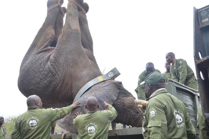 WWF-Kenya: Populasi Margasatwa Afrika Menyusut 76 Persen dalam 50 Tahun