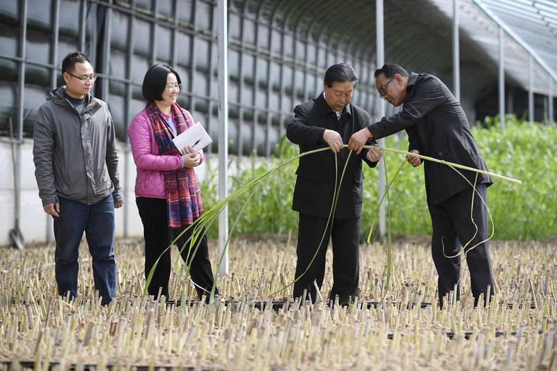 Petani Muda di Rwanda Raih Keuntungan Besar dari Budidaya Jamur dengan Teknologi Juncao Asal China